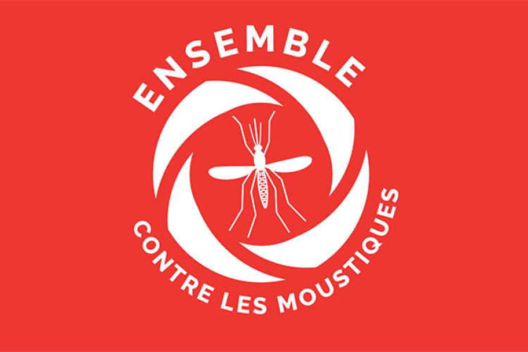 moustique